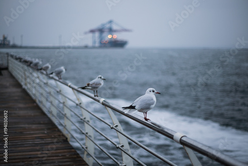 a flock of seagulls on the Black Sea Odessa. close-up shot photo