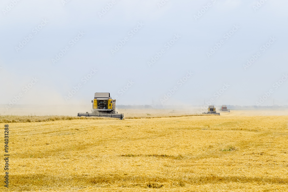Fototapeta premium Harvesting wheat with a combine harvester.