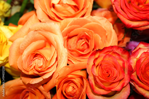 Orange roses.