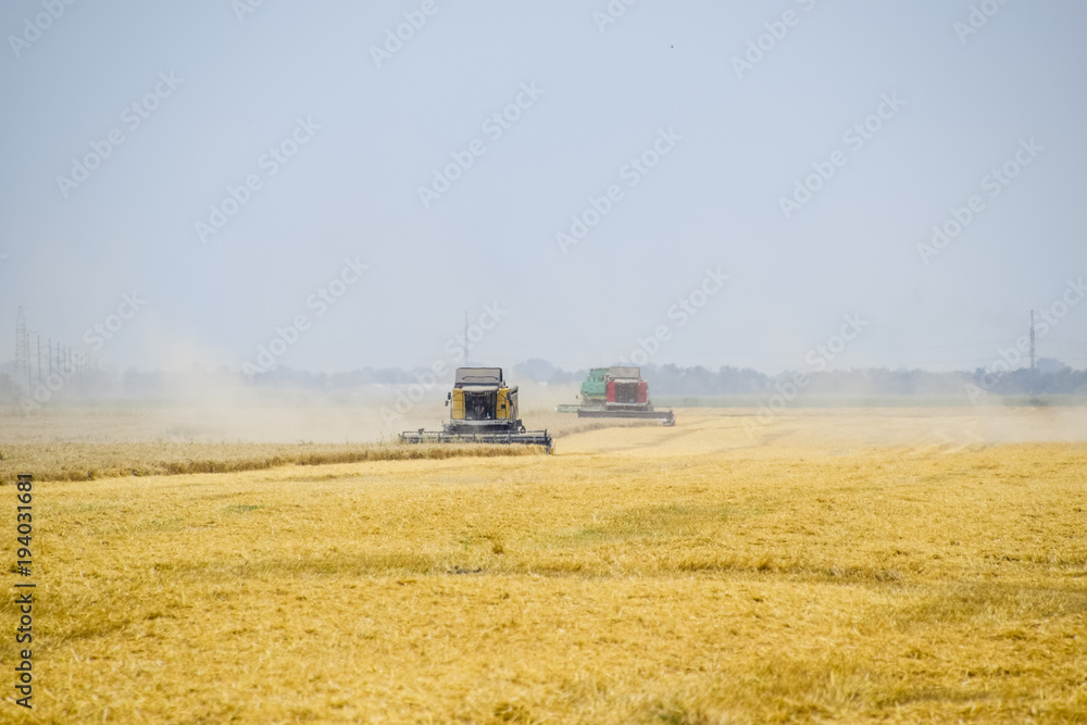 Fototapeta premium Harvesting wheat with a combine harvester.