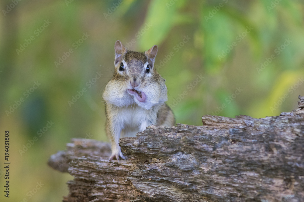 Funny eastern chipmunk in autumn Funny eastern chipmunk in autumn