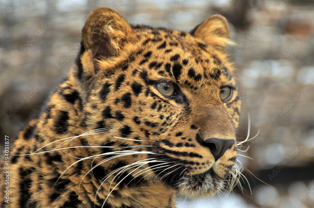 Obraz premium jaguar