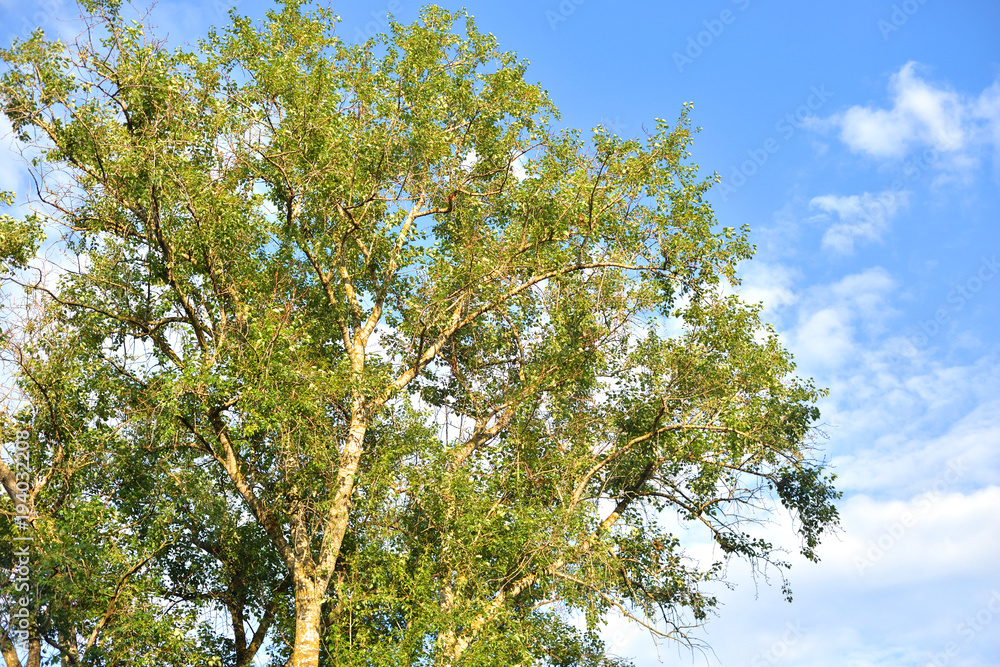 Poplar trees at summer day. Poplar trees at summer day.
