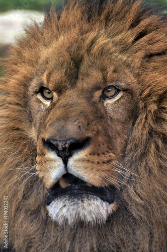 Fototapeta Naklejka Na Ścianę i Meble -  regard de lion 