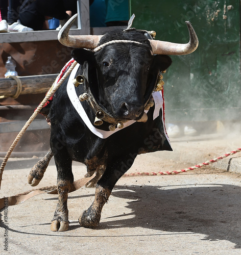 bull in spain