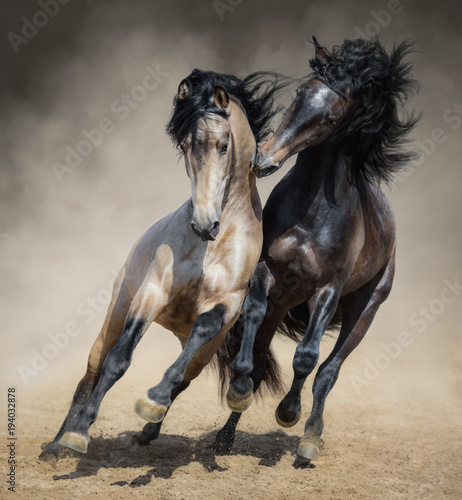 Red-gray Spanish stallion play with dun Spanish stallion