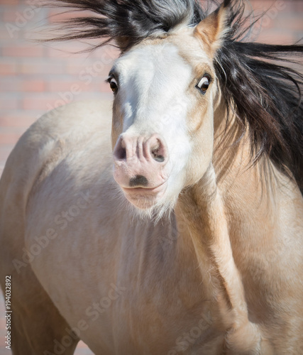 Funny dun Welsh pony with big expressive eyes