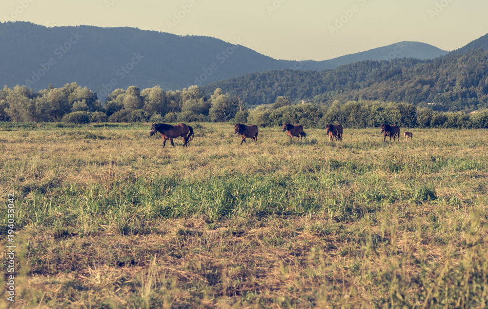 Fototapeta premium Horses running freely in evening light.