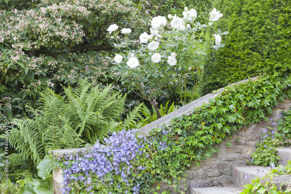 Summer lush garden with white roses, green  fern, blue flowers and ivy climbing stone stairs .