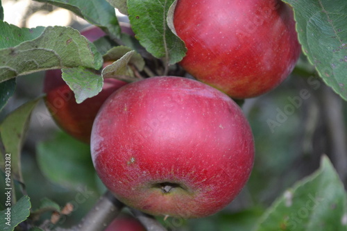 Apple. Grade Jonathan. Apples average maturity. Fruits apple on the branch. Apple tree. Agriculture. Growing fruits. Garden. Close-up. Horizontal