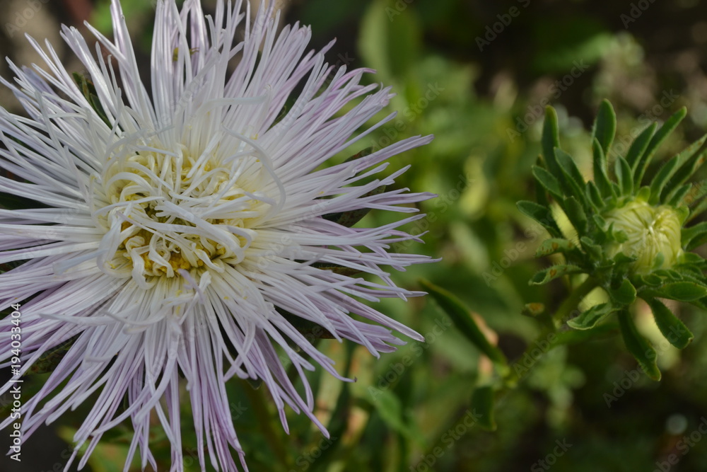 Aster garden. White. Needle petal. Sort by star-like. Horizontal photo. Close-up. Green Garden. Sunny weather Aster garden. White. Needle petal. Sort by star-like. Horizontal photo. Close-up. Green Garden. Sunny weather