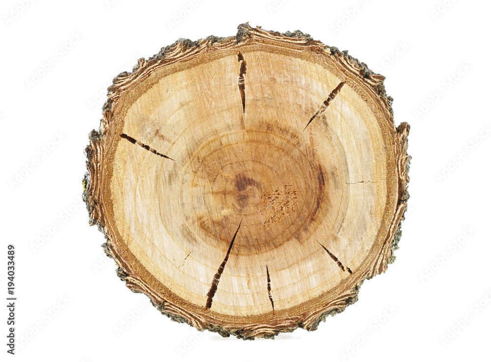 Cross section of tree trunk isolated on white background. Apricot tree. Cross section of tree trunk isolated on white background. Apricot tree.