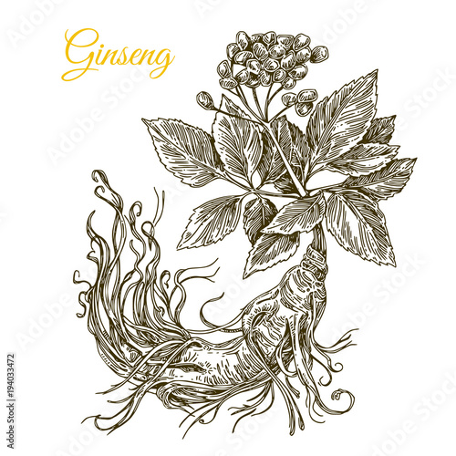 Ginseng  root. Engraving style. Vector illustration.