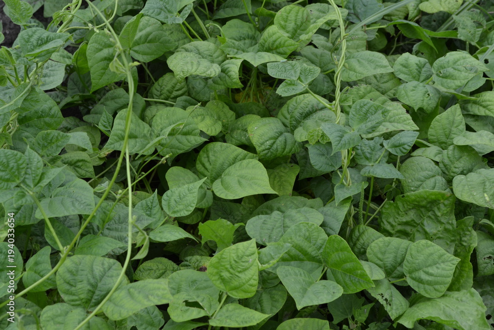 Beans. Phaseolus. Bean leaf. Garden. Field. Growing. Close-up. Horizontal Beans. Phaseolus. Bean leaf. Garden. Field. Growing. Close-up. Horizontal