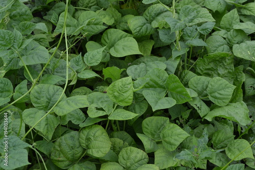 Beans. Phaseolus. Bean leaf. Garden. Field. Growing. Close-up. Horizontal photo