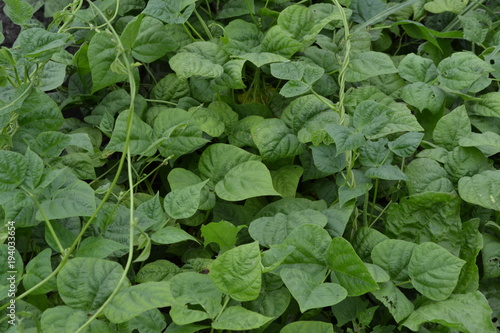 Beans. Phaseolus. Bean leaf. Garden. Field. Growing. Close-up. Horizontal