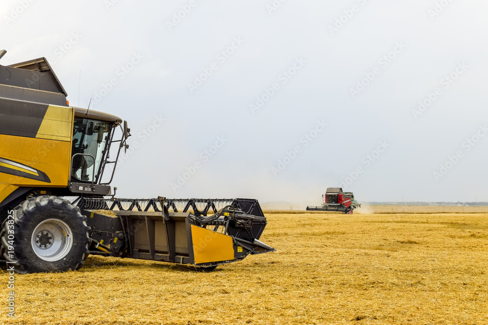 Fototapeta premium Harvesting wheat with a combine harvester.