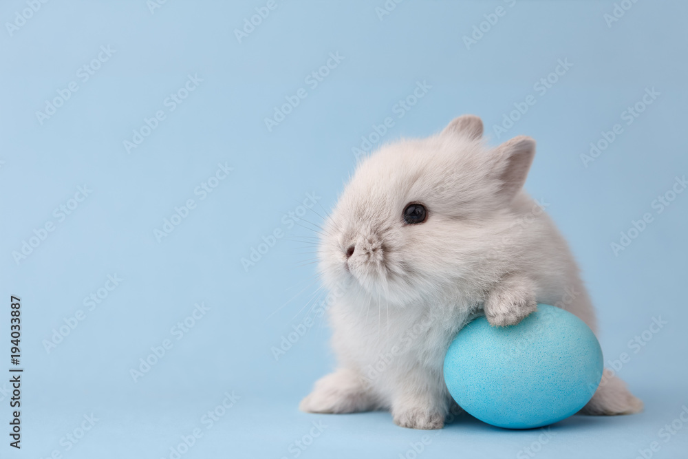Obraz premium Wielkanocny królik królik z błękit malującym jajkiem na błękitnym tle. Wielkanocne wakacje koncepcja.