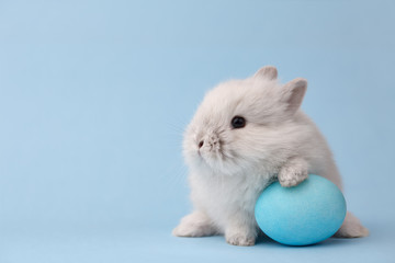 Easter bunny rabbit with blue painted egg on blue background. Easter holiday concept.