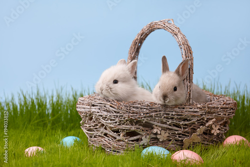 Cute bunny rabbits in basket on grass lawn. Easter holiday concept.