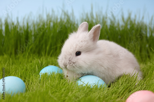 Easter bunny rabbit with painted eggs on grass lawn. Easter holiday concept.