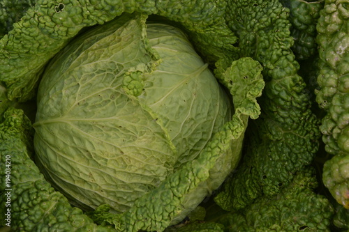 Cabbage. Brassica oleracea. Cabbage in the garden. Close-up. Savoy Cabbage