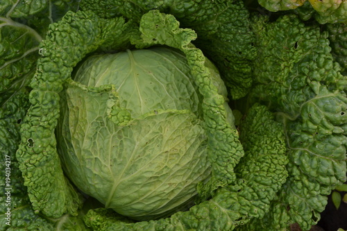 Cabbage. Brassica oleracea. Cabbage in the garden. Farm, agriculture. Cabbage close-up. Savoy Cabbage