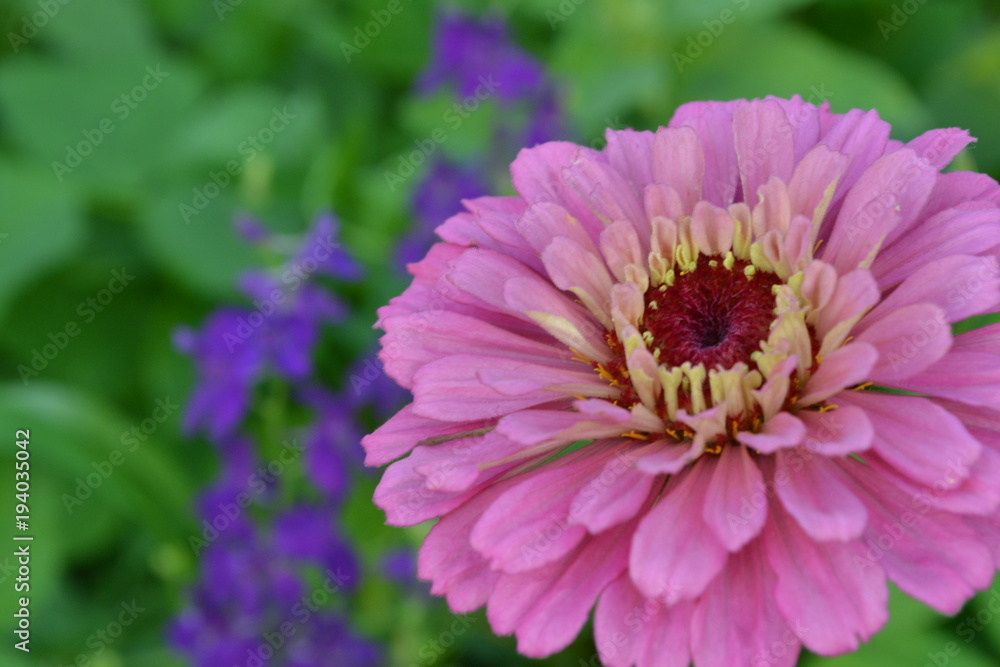 Obraz premium Flower major. Zinnia elegans. Flower pale pink. Close-up. On blurred background. Garden. Field. Floriculture. Large flowerbed. Horizontal
