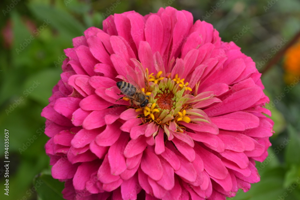 Flower major. Zinnia elegans. Flower pink. Bee. close-up. Garden. Field. Floriculture. Horizontal photo Flower major. Zinnia elegans. Flower pink. Bee. close-up. Garden. Field. Floriculture. Horizontal photo