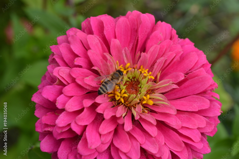 Obraz premium Flower major. Zinnia elegans. Flower pink. Bee. close-up. Garden. Field. Floriculture. Horizontal