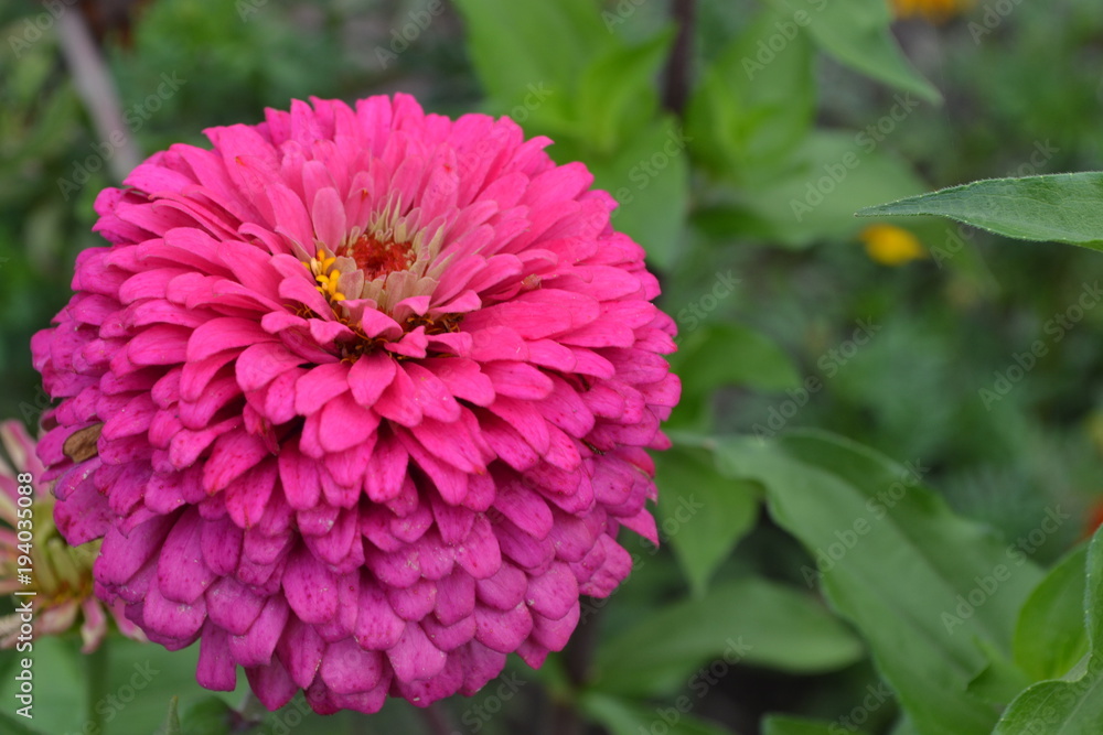 Flower major. Zinnia elegans. Flower pink. Close-up. Field. Floriculture. Large flowerbed. Horizontal photo Flower major. Zinnia elegans. Flower pink. Close-up. Field. Floriculture. Large flowerbed. Horizontal photo