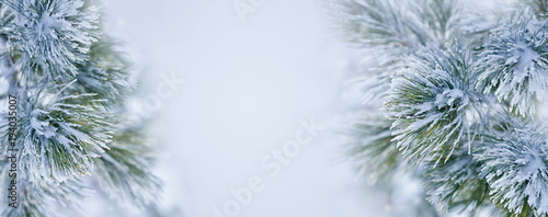 Christmas decoration banner. Snowy pine branch under snow 