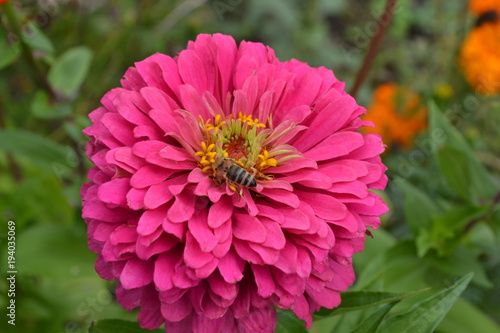 Flower major. Zinnia elegans. Flower pink. Bee. close-up. Garden. Field. Floriculture. Large flowerbed. Horizontal photo