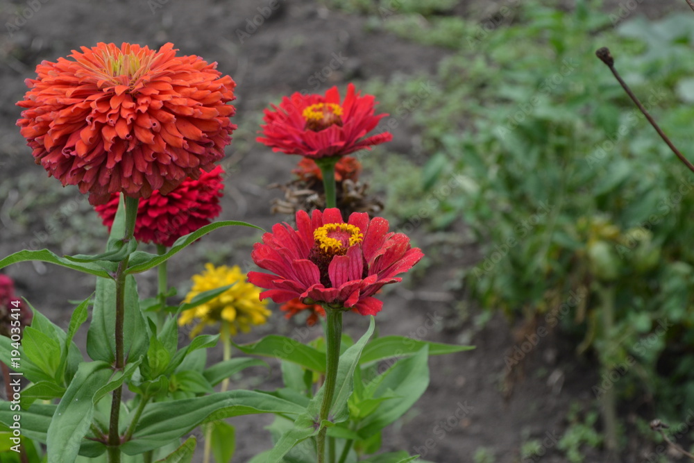 Flower major. Zinnia elegans. Many flowers of different colors - orange, red. Garden. Field. Floriculture.Horizontal Flower major. Zinnia elegans. Many flowers of different colors - orange, red. Garden. Field. Floriculture.Horizontal
