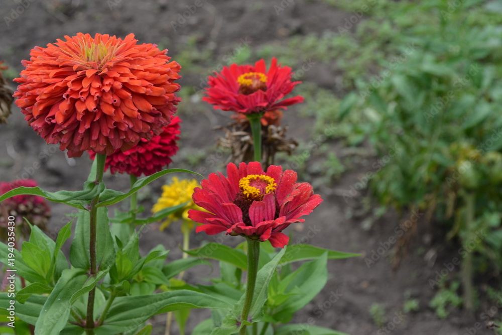 Flower major. Zinnia elegans. Many flowers of different colors - orange, red. Garden. Field. Large flowerbed. Horizontal photo Flower major. Zinnia elegans. Many flowers of different colors - orange, red. Garden. Field. Large flowerbed. Horizontal photo