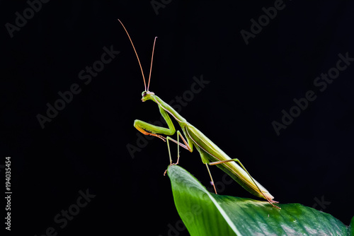 Mantis from family Sphondromantis (probably Spondromantis viridis) lurking on the green leaf photo