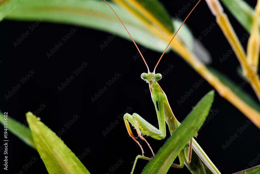 Mantis from family Sphondromantis (probably Spondromantis viridis) lurking on the green leaf Mantis from family Sphondromantis (probably Spondromantis viridis) lurking on the green leaf