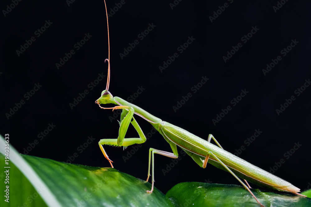 Mantis from family Sphondromantis (probably Spondromantis viridis) lurking on the green leaf Mantis from family Sphondromantis (probably Spondromantis viridis) lurking on the green leaf