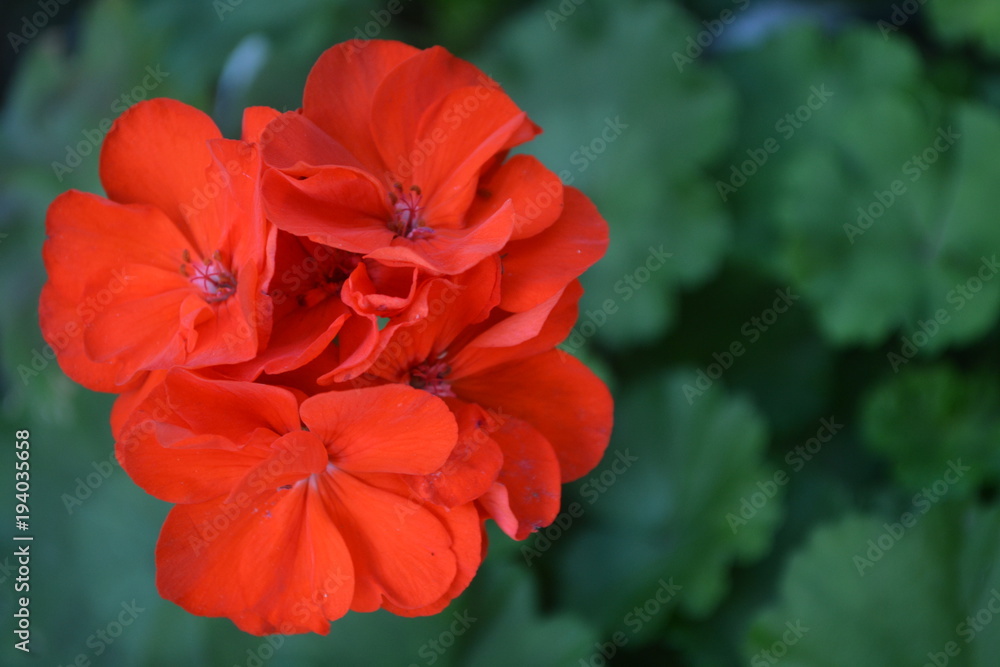 Geranium red. Pelargonium. Garden plants. Against the background of green leaves. Close-up. Horizontal photo Geranium red. Pelargonium. Garden plants. Against the background of green leaves. Close-up. Horizontal photo