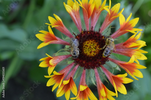 Gaillardia. G. hybrida Fanfare. Two bees on a flower. Summer flower yellow. Annual plant. Sunny summer. Horizontal. Blurring background. Close-up