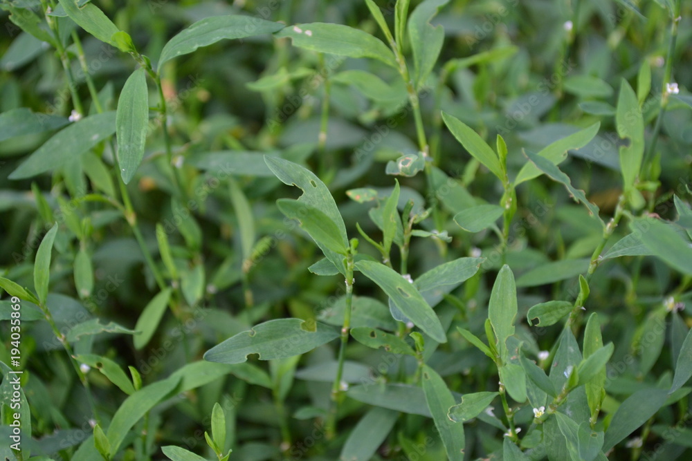 Green grass. Polygonum aviculare. Medicinal plant. Fodder plant. Horizontal photo Green grass. Polygonum aviculare. Medicinal plant. Fodder plant. Horizontal photo