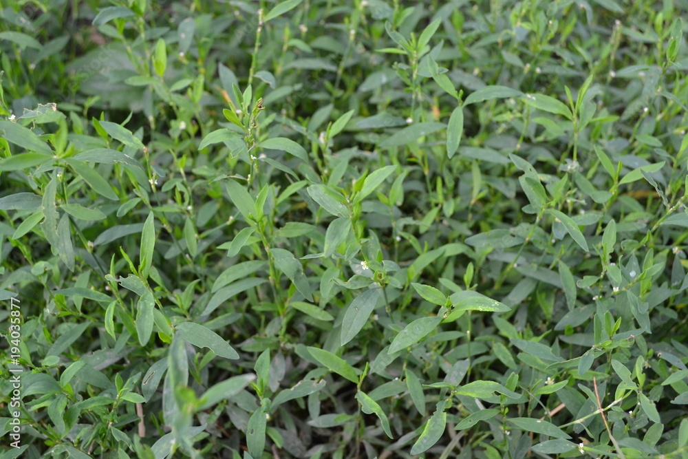 Green grass. Polygonum aviculare. Medicinal plant. Fodder plant. Horizontal Green grass. Polygonum aviculare. Medicinal plant. Fodder plant. Horizontal
