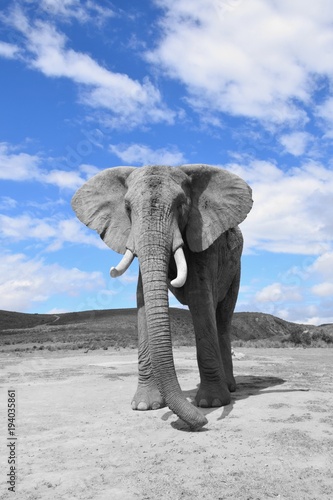 Afrikanischer Elefant von vorne, selektierte Farbe © Regine Ruedinger