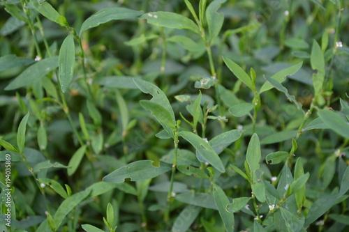 Green grass. Polygonum aviculare. Medicinal plant. Fodder plant. Horizontal photo