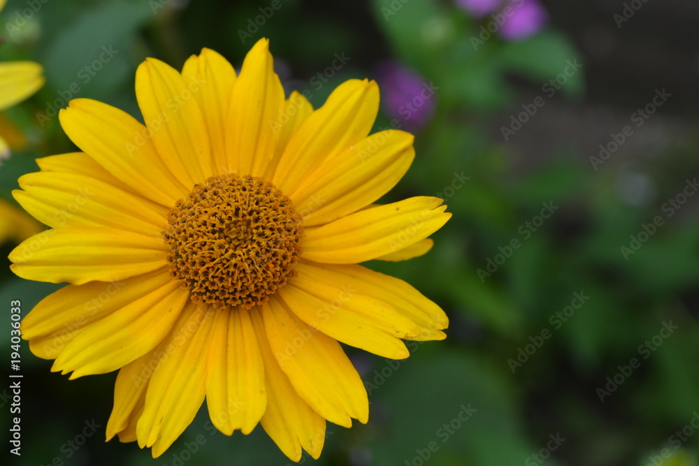 Heliopsis helianthoides. Perennial. Similar to the daisy. Tall flowers. Flowers are yellow. Close-up. On blurred background. It's sunny. Garden. Flowerbed. Floriculture. Horizontal Heliopsis helianthoides. Perennial. Similar to the daisy. Tall flowers. Flowers are yellow. Close-up. On blurred background. It's sunny. Garden. Flowerbed. Floriculture. Horizontal
