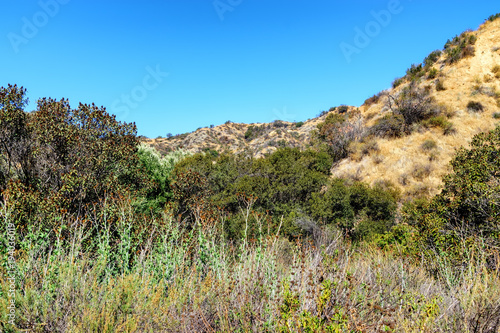 Tall bushes grow in dry desert mountains of Southern California
