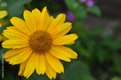 Heliopsis helianthoides. Perennial. Similar to the daisy. Tall flowers. Flowers are yellow. Close-up. On blurred background. It s sunny. Garden. Flowerbed. Floriculture. Horizontal
