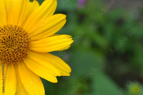 Heliopsis helianthoides. Perennial. Similar to the daisy. Tall flowers. Flowers are yellow. Close-up. On blurred background. It s sunny. Garden. Flowerbed. Horizontal photo