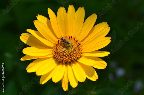 Heliopsis helianthoides. Perennial. Similar to the daisy. Tall flowers. Flowers are yellow. Close-up. On blurred background. It s sunny. Garden. Horizontal photo