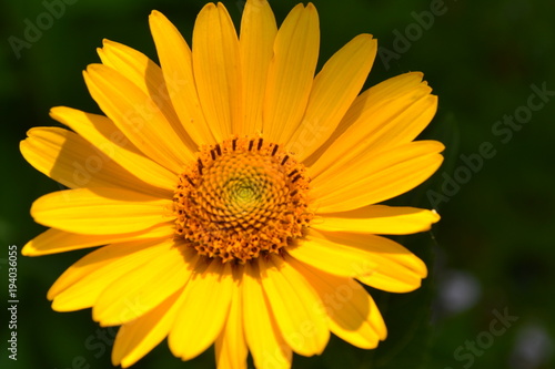 Heliopsis helianthoides. Perennial. Similar to the daisy. Tall flowers. Flowers are yellow. Close-up. On blurred background. It s sunny. Garden. Horizontal